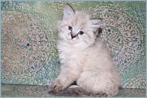 Female Siberian Kitten from Deedlebug Siberian